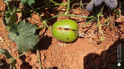 Fruit Cracking - Melon