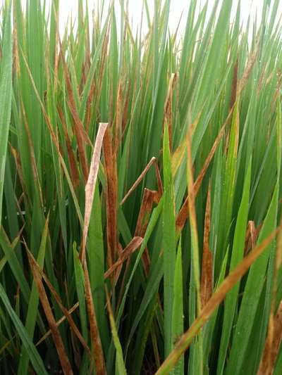 Stem Rot of Rice - Rice