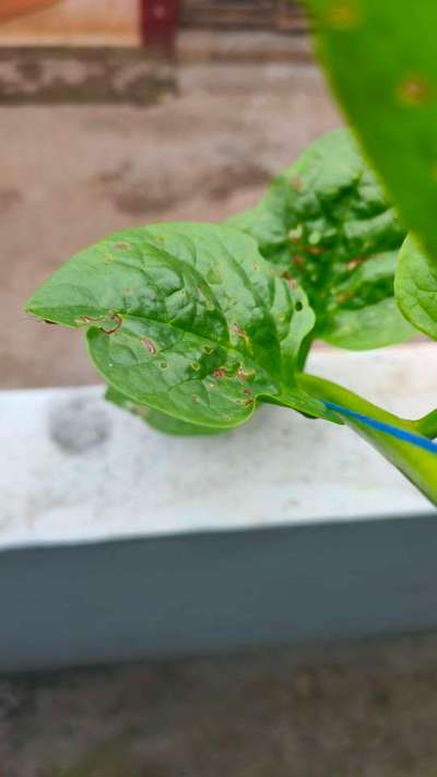 Flea Beetles - Capsicum & Chilli