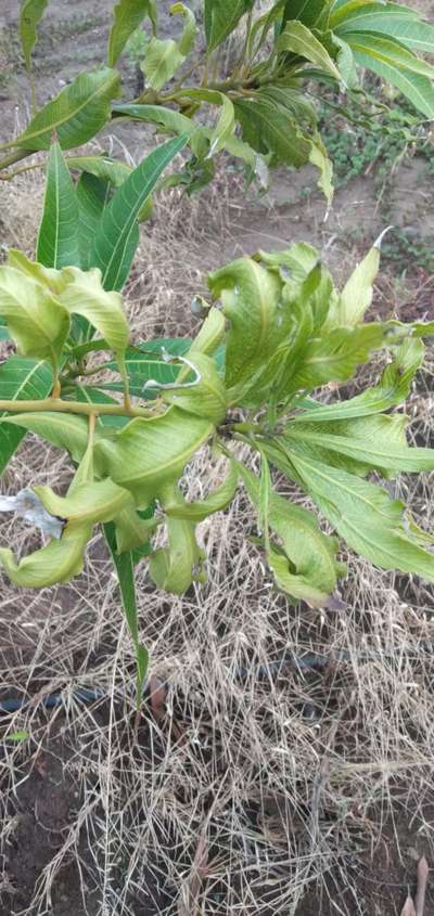 Broad Mite - Mango