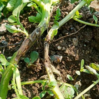 Verticillium Wilt - Potato