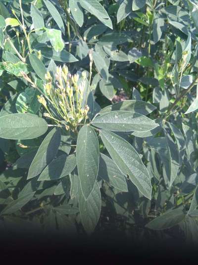 Sterility Mosaic Virus - Pigeon Pea & Red Gram