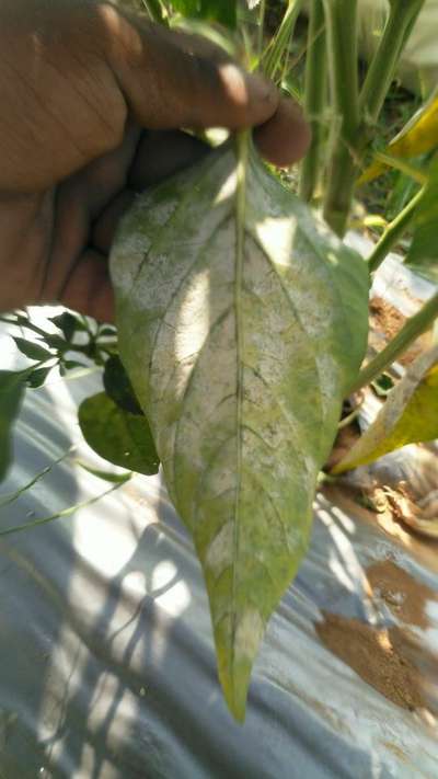 Broad Mite - Capsicum & Chilli