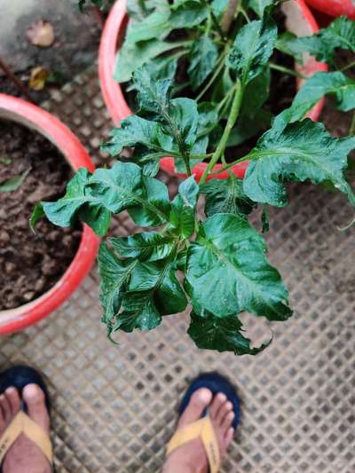 Aphids - Capsicum & Chilli