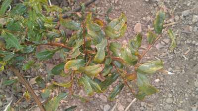 Aphids - Pomegranate