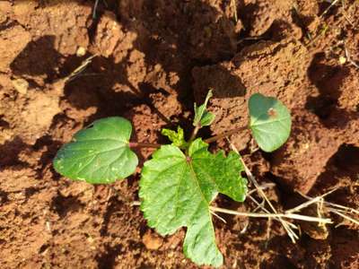 ಚಿಗಟ ಜೀರುಂಡೆ (ಫ್ಲೀ ಬೀಟಲ್) - ಬೆಂಡೆಕಾಯಿ