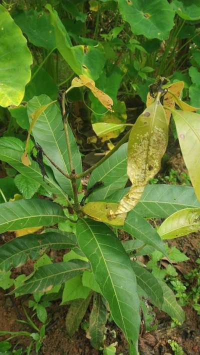 Anthracnose of Papaya and Mango - Mango