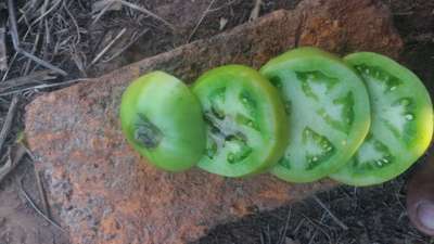 Podridão Apical - Tomate