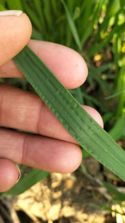 Boron Deficiency - Wheat