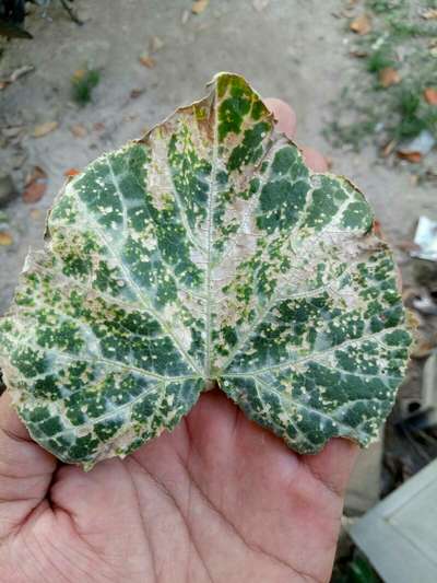 Downy Mildew of Cucurbits - Pumpkin