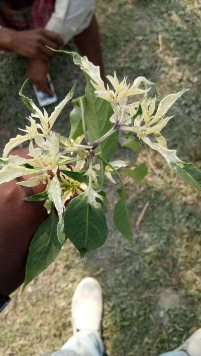 Leaf Variegation - Capsicum & Chilli