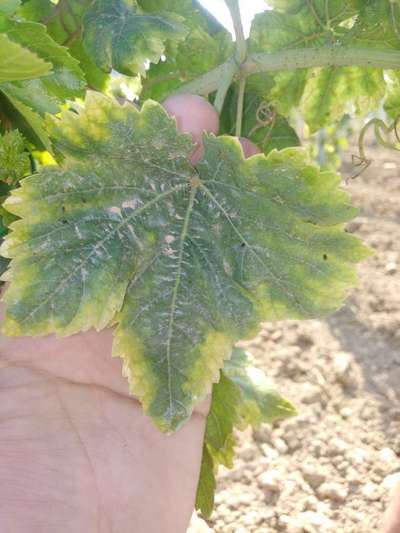 Carence en Potassium - Vignes