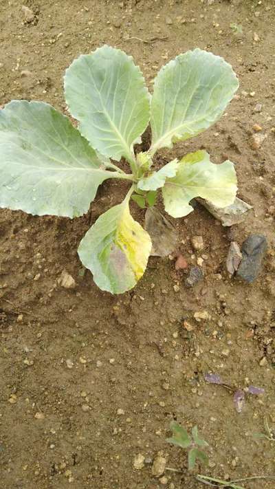 Damping-Off of Seedlings - Cabbage