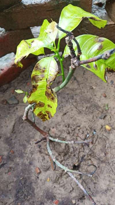 Nitrogen Deficiency - Mango