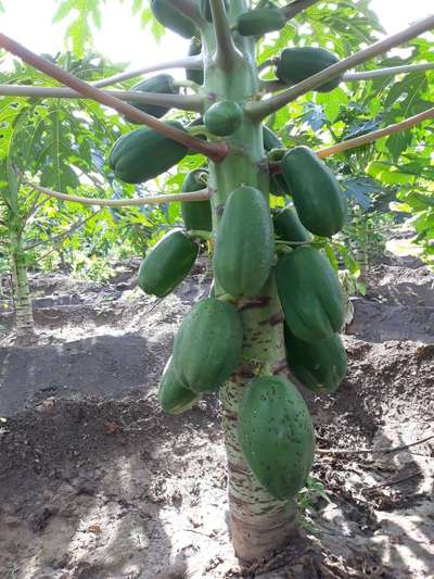 Black Spot Disease of Papaya - Papaya