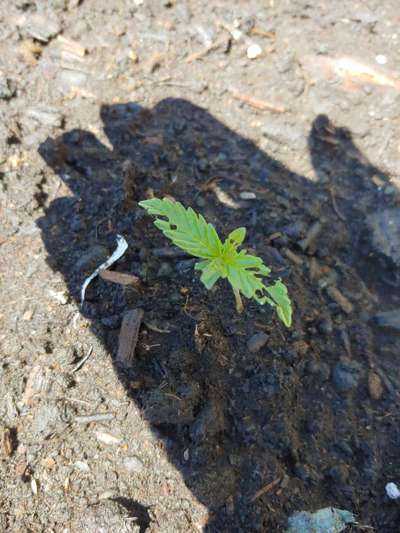 Flea Beetles - Tomato