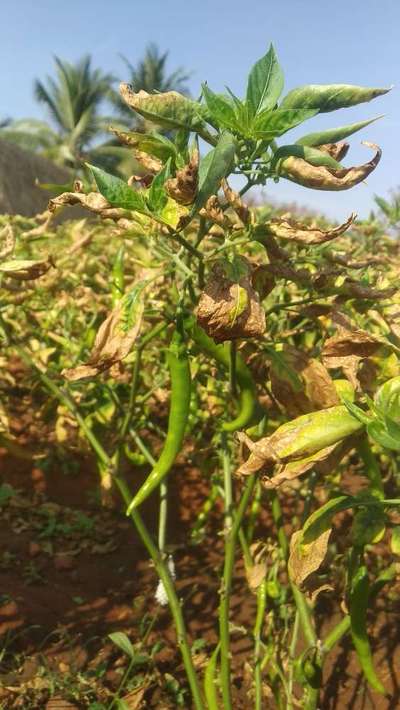 ಥ್ರಿಪ್ಸ್ ನುಸಿ - ದಪ್ಪ ಮೆಣಸಿನಕಾಯಿ & ಮೆಣಸಿನಕಾಯಿ