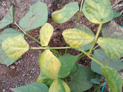 ಬಿಳಿ ನೊಣಗಳು - ಹುರುಳಿ