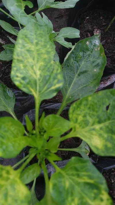 Cucumber Mosaic Virus of Pepper - Capsicum & Chilli