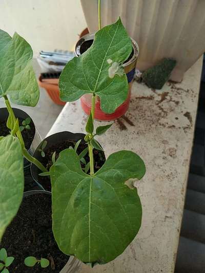 Leaf Miner Flies - Bean