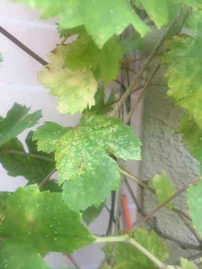 Spider Mites - Grape