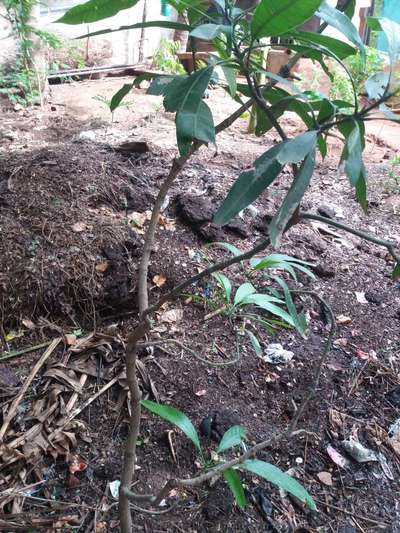 Tobacco Caterpillar - Mango