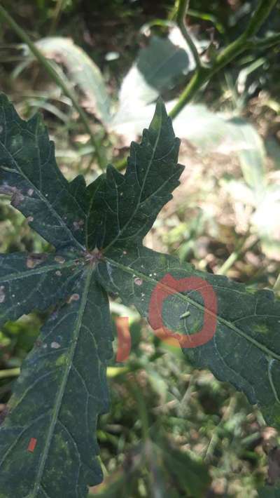 Leafhoppers and Jassids - Okra