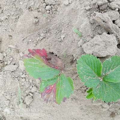 Nitrogen Deficiency - Strawberry