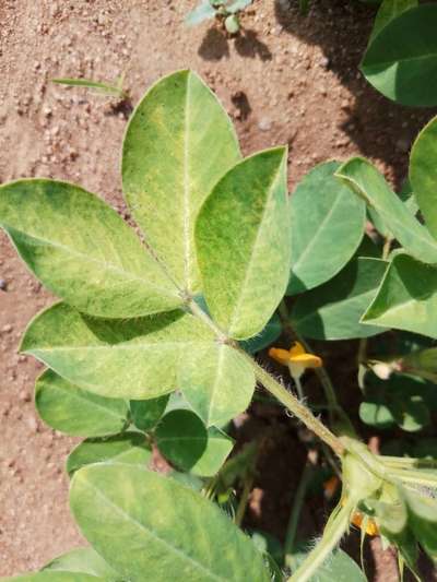 Spider Mites - Peanut