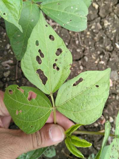 Shothole Disease - Black & Green Gram