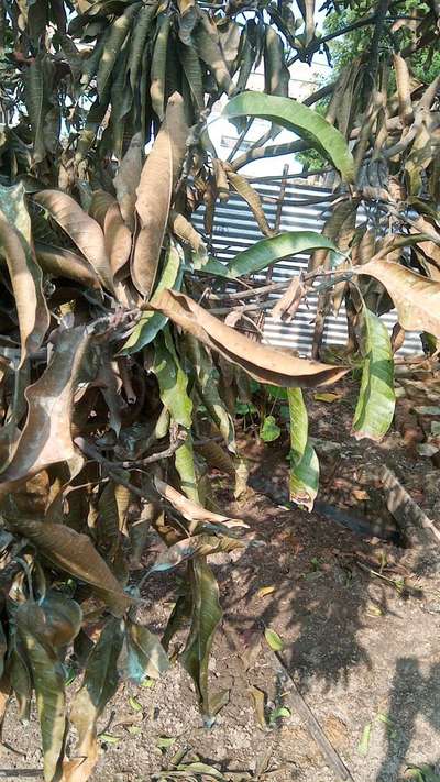 Stem End Rot of Mango - आम