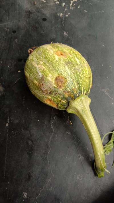 ফলের মাছি পোকা - কুমড়া