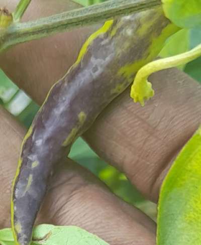 Bacterial Soft Rot of Pepper - Capsicum & Chilli