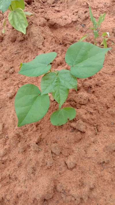 Broad nosed Weevils - Cotton