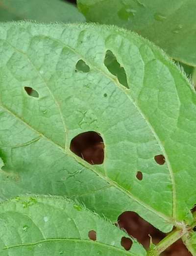 Bean Leaf Beetle - Black & Green Gram