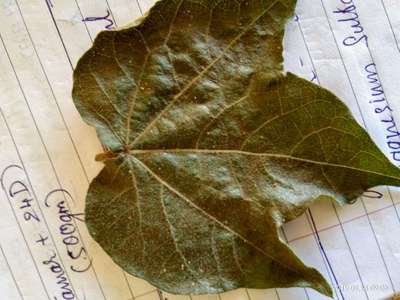 Spider Mites - Cotton