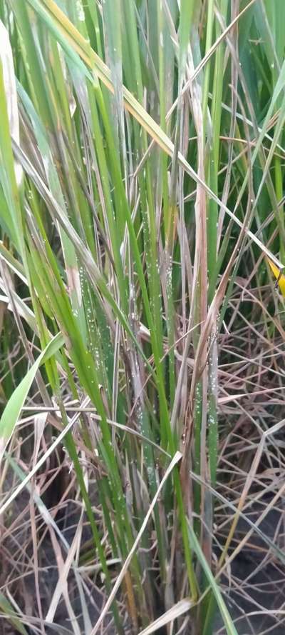 ಬ್ರೌನ್ ಪ್ಲಾಂಟ್ ಹಾಪರ್ (ಕಂದು ಜಿಗಿಹುಳು) - ಭತ್ತ