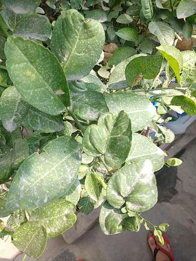 Spider Mites - Citrus