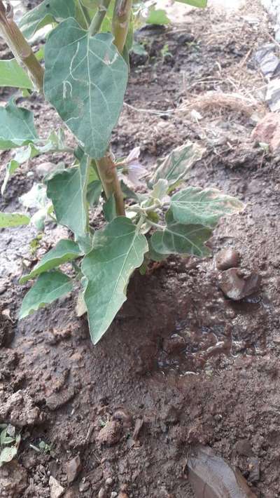 Leaf Miner Flies - Brinjal