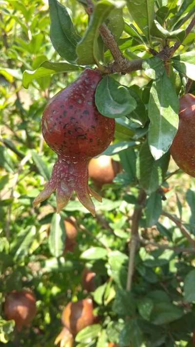 Bacterial Blight of Pomegranate - Pomegranate