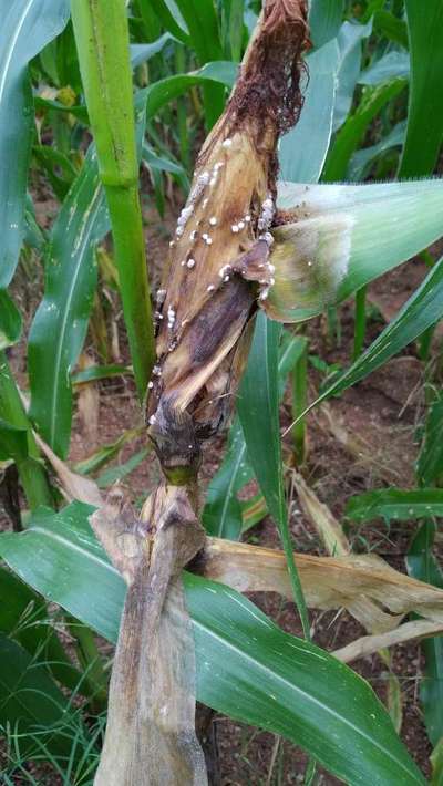 Mealybug - Maize