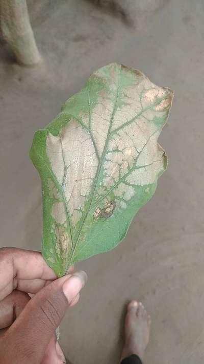 Eggplant Leaf Roller - Brinjal