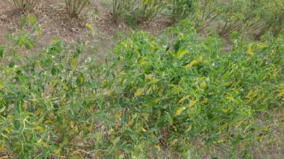 Powdery Mildew of Pepper - Capsicum & Chilli