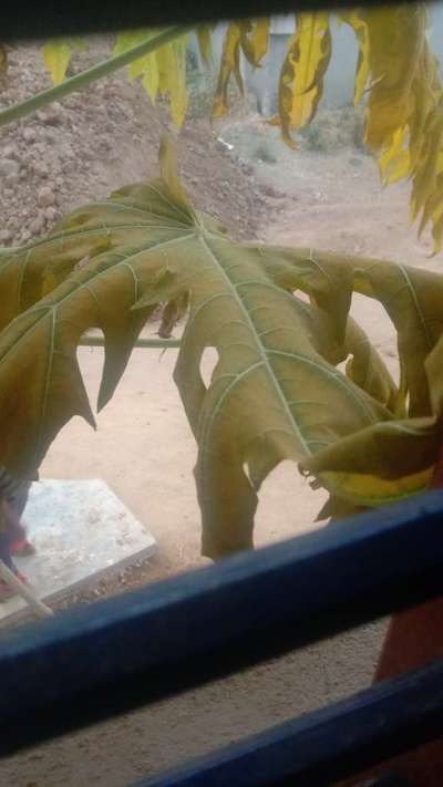 Powdery Mildew of Papaya - Papaya