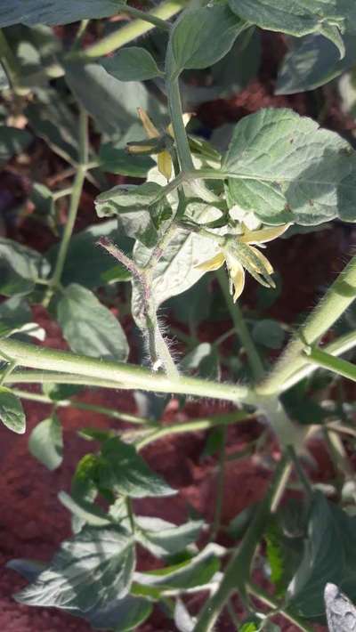 Stem Rot - Tomato