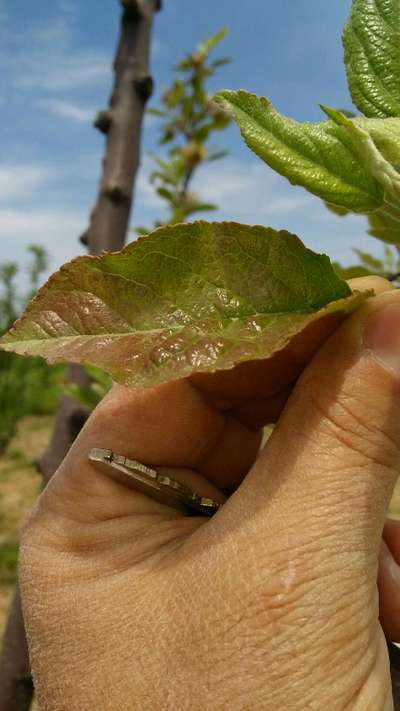 Magnesium Deficiency - Apple