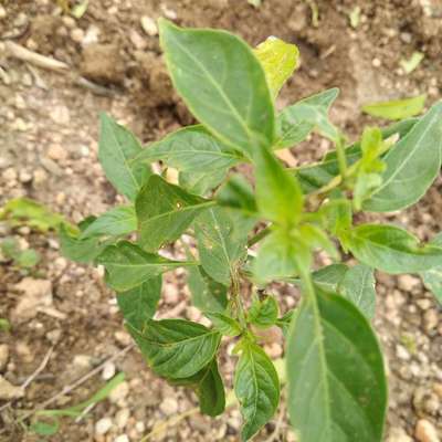 Chilli Cercospora Leaf Spot - Capsicum & Chilli