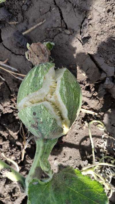 Fruit Cracking - Pumpkin