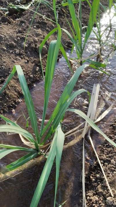 Early Shoot Borer - Rice