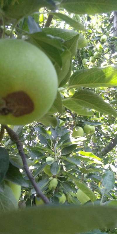 Mango Fruit Borer - Apple